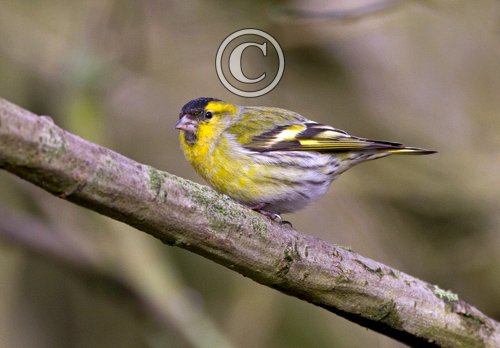 Male Siskin 2